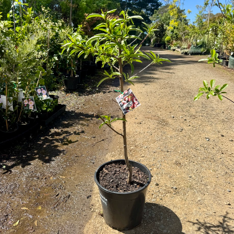 Prunus persica Goldmine Nectarine