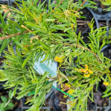 Grevillea alpina x rosmarinifolia Gold Rush