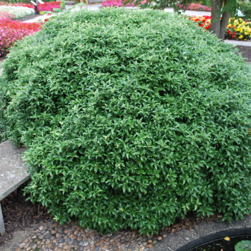 Pittosporum tenuifolium Golf Ball