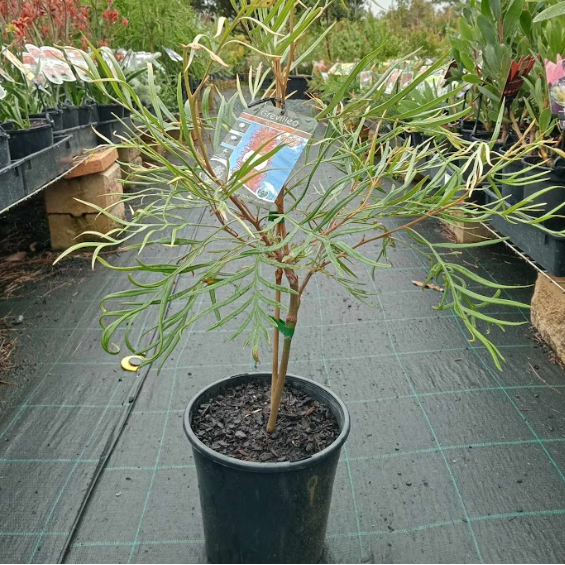 Grevillea juniperina Goliath Grafted