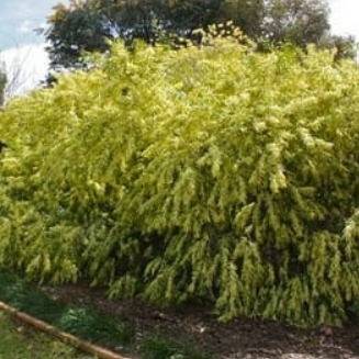 Acacia floribunda Gossamer Wattle