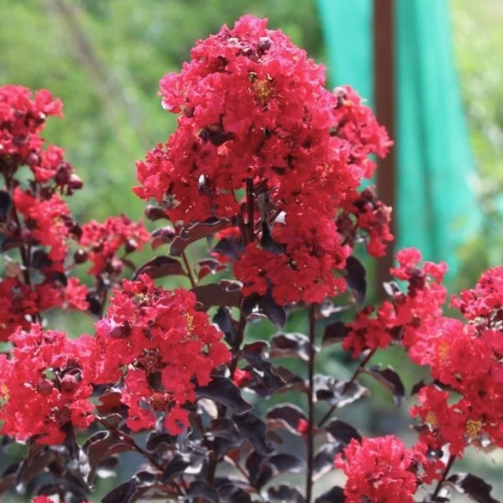 Lagerstroemia indica Grande Red™ Crepe Myrtle.