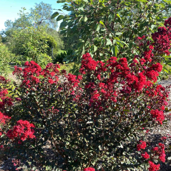 Lagerstroemia indica Grande Red™ Crepe Myrtle.