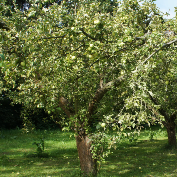 Malus domestica Granny Smith Semi Dwarf Apple