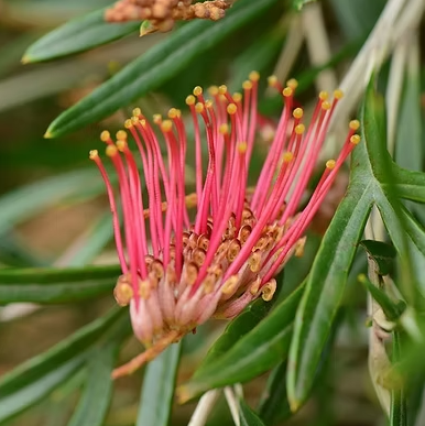 Grevillea Grassfire