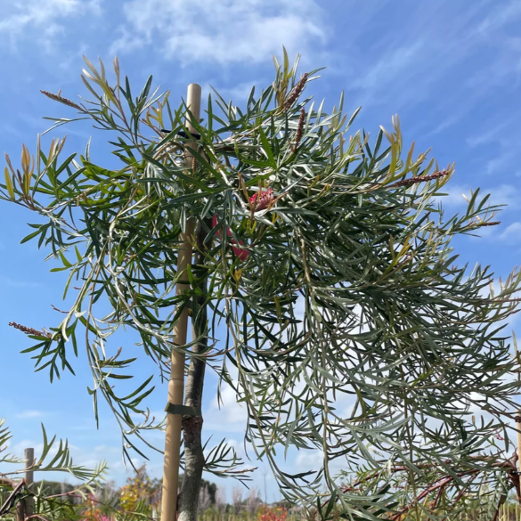 Grevillea Grassfire