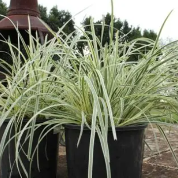 Lomandra longifolia ‘MURU’ Great White™