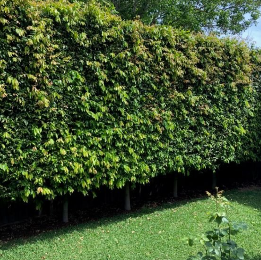 Waterhousia floribunda Green Avenue PBR