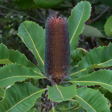 Banksia robur Green Giant