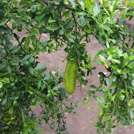 Citrus australasica Green Sapphire Grafted