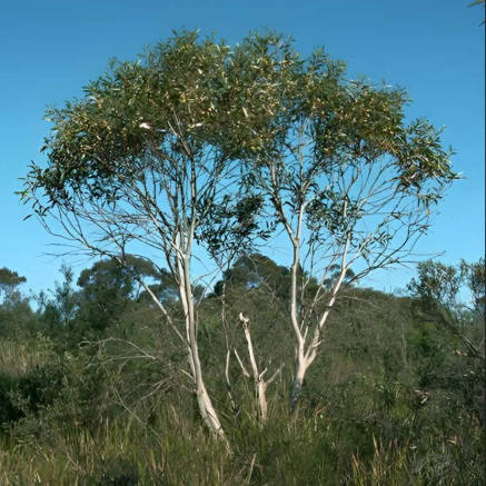 Eucalyptus gregsoniana Wolgan Snow Gum