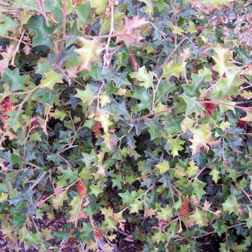 Grevillea aquifolium Prostrate