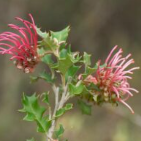 Grevillea aquifolium Prostrate