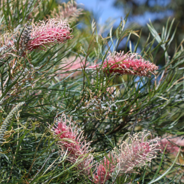 Grevillea Flamingo