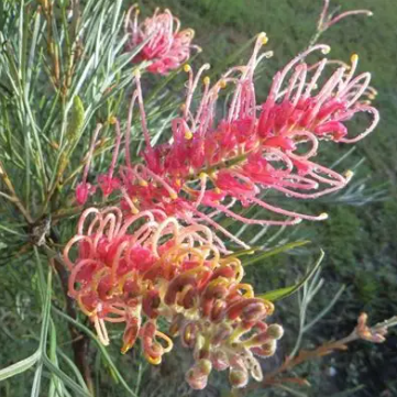 Grevillea Flamingo