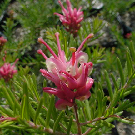 Grevillea lanigera Prostrate