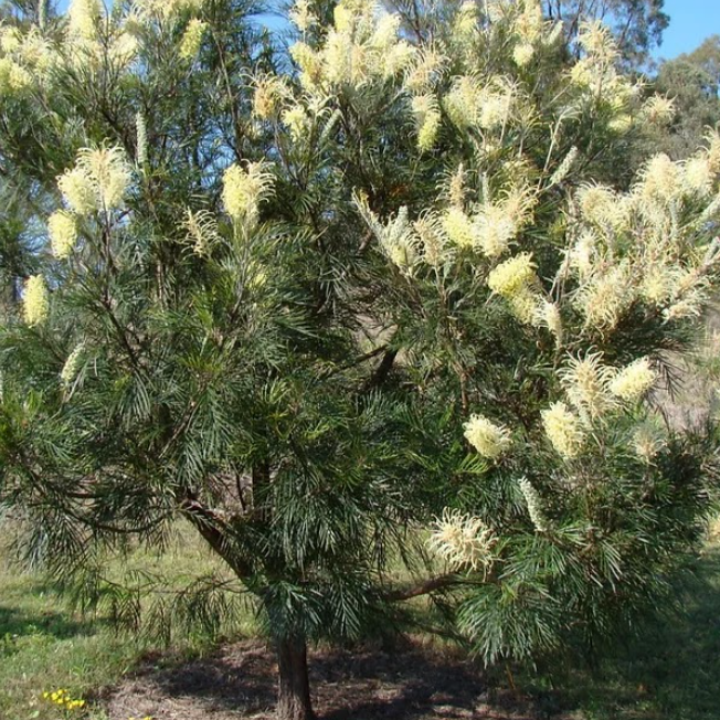 Grevillea Moonlight