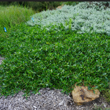 Myoporum insulare Ground Hug