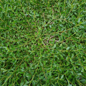 Myoporum insulare Ground Hug