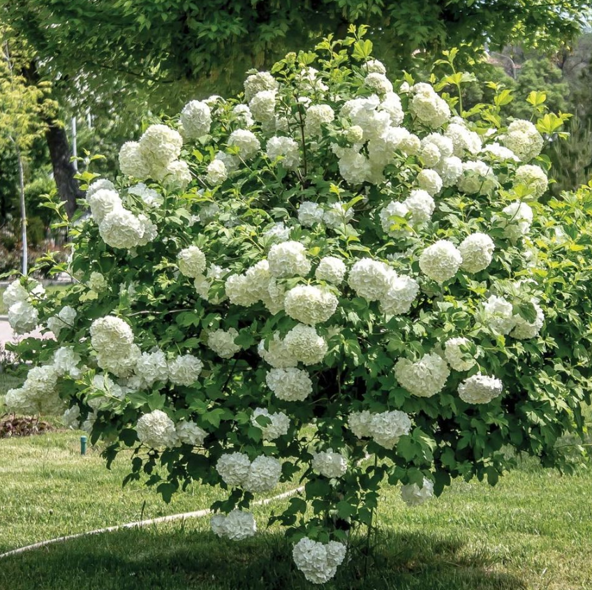 Viburnum opulus Aureum