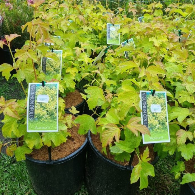 Viburnum opulus Aureum