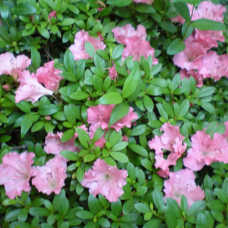 Azalea satsuki hybrid Gumpo Petunia