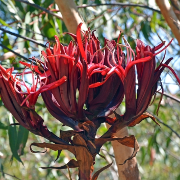 Doryanthes excelsa Gymea Lily