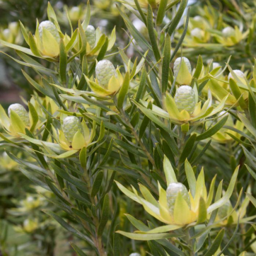 Leucadendron floridum hybrid Gypsy Silver