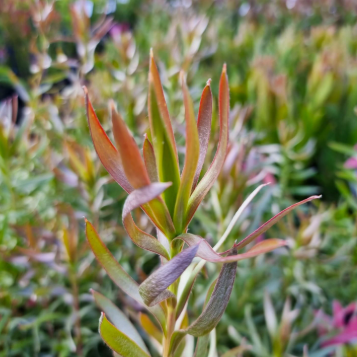 Leucadendron floridum hybrid Gypsy Silver