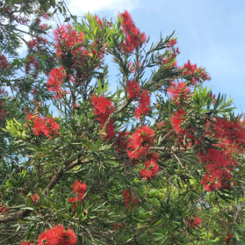 Callistemon viminalis Hannah Ray