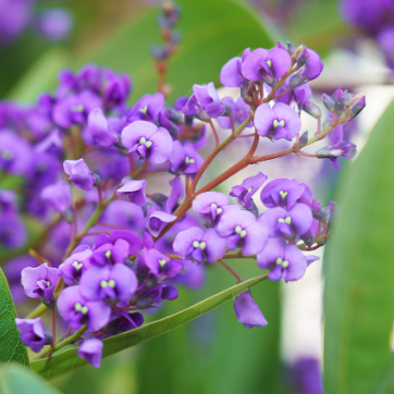 Hardenbergia violacea Happy Wanderer