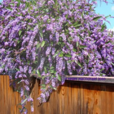 Hardenbergia violacea Happy Wanderer