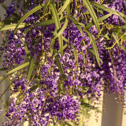 Hardenbergia violacea Bliss