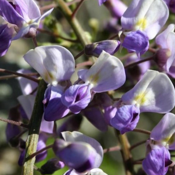Wisteria floribunda Harlequin