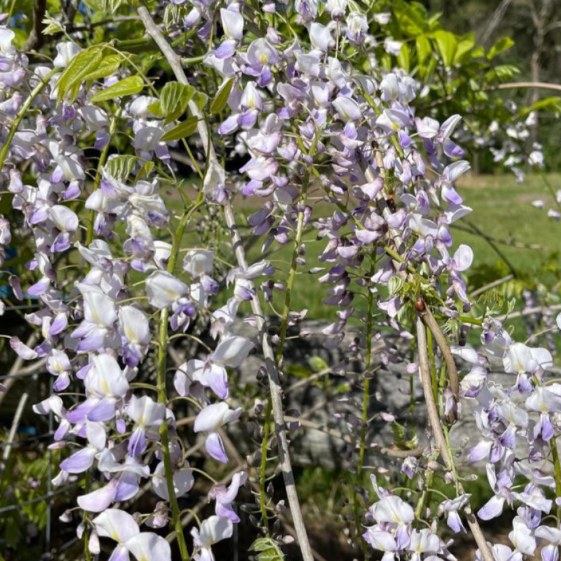 Wisteria floribunda Harlequin