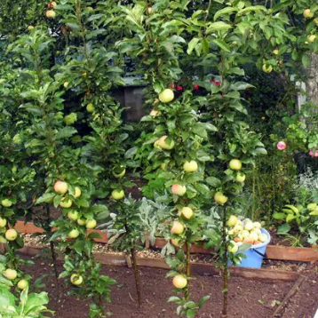 Malus domestica Harmony Columnar Apple