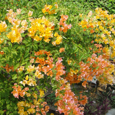 Bougainvillea glabra Hawaiian Gold