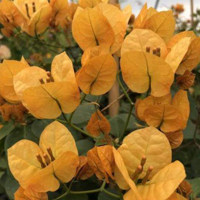 Bougainvillea glabra Hawaiian Gold