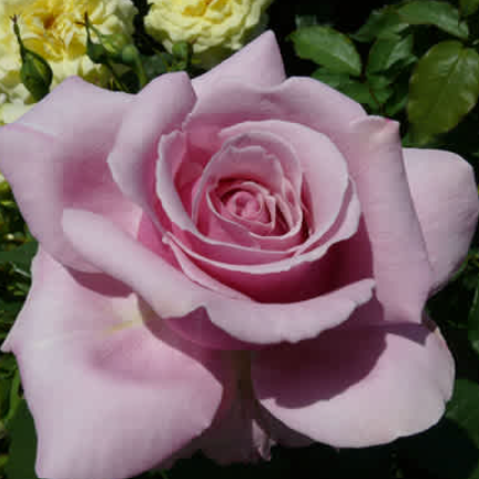 Heaven Scent Bush Rose
