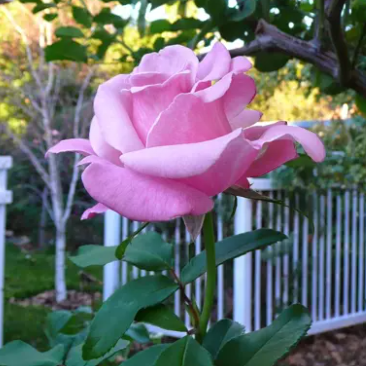 Heaven Scent Bush Rose