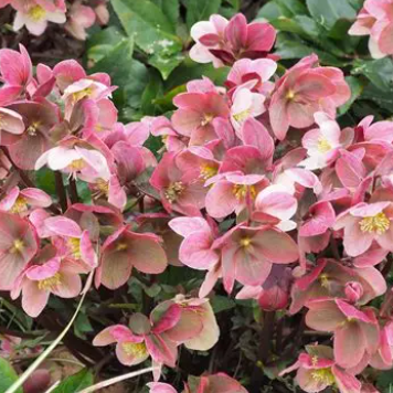 Helleborus x ballardiae Pink Frost