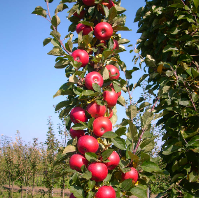 Malus domestica Columnar Herald Apple