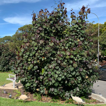 Hibiscus tiliaceus Rubra (syn Talipariti)