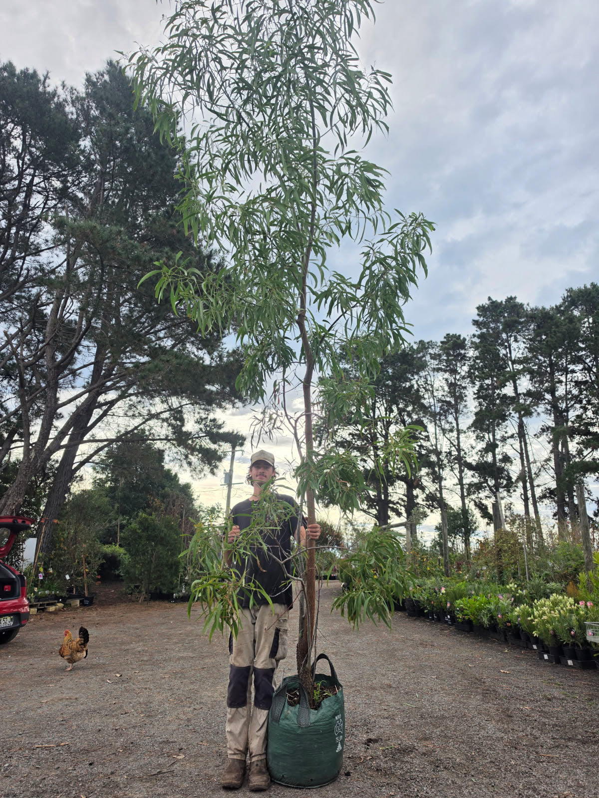 Acacia implexa Hickory Wattle
