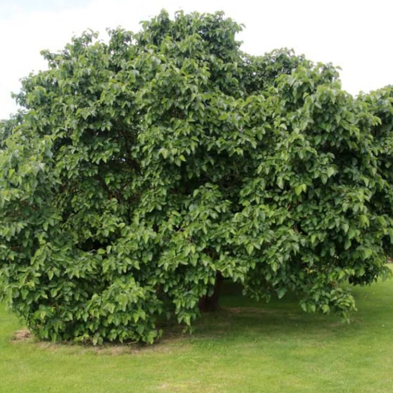 Morus nigra Hicks Fancy Mulberry