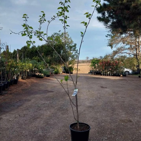 Morus nigra Hicks Fancy Mulberry