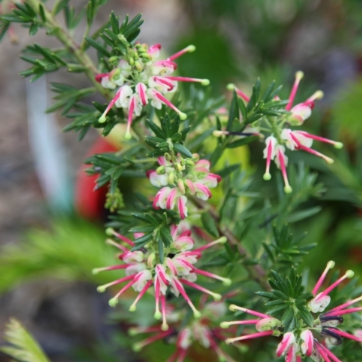 Grevillea Hills Jubilee