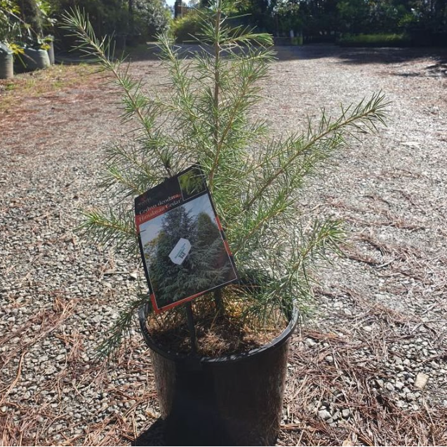 Cedrus deodara Himalayan Cedar