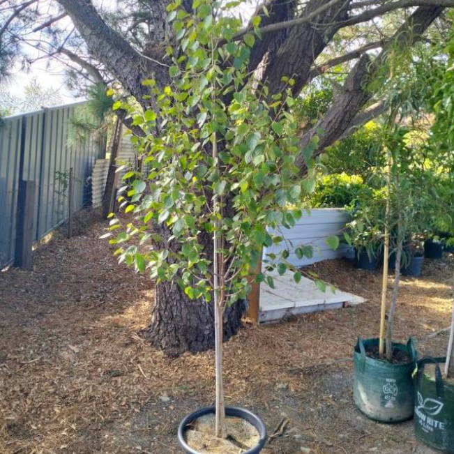 Betula utilis Jacquemontii