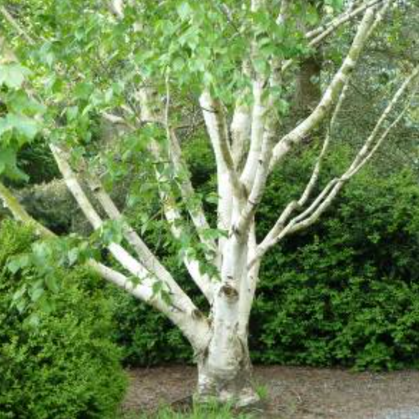 Betula utilis Jacquemontii